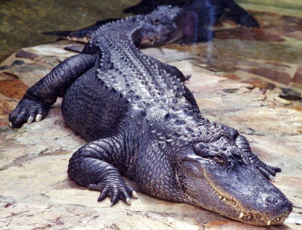 black crocodile on water during daytime